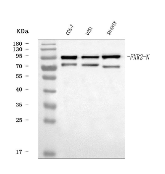 FXR2 Rabbit Polyclonal Antibody