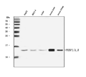 FKBP1A/1B Antibody
