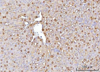 FAA/FAH Rabbit Polyclonal Antibody