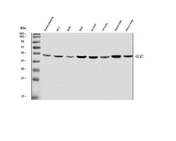 ELK1 Antibody