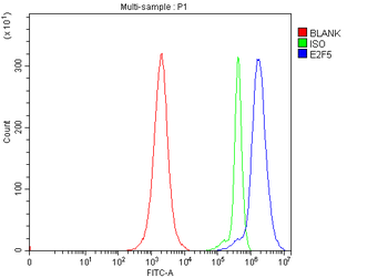 E2F5 Rabbit Polyclonal Antibody