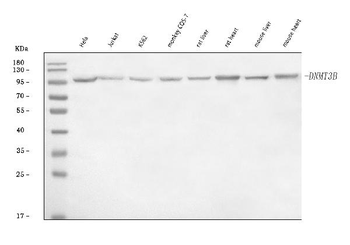 DNMT3B Rabbit Polyclonal Antibody