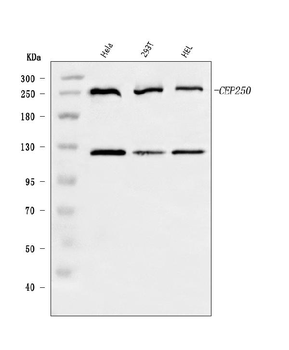 CEP250 Rabbit Polyclonal Antibody