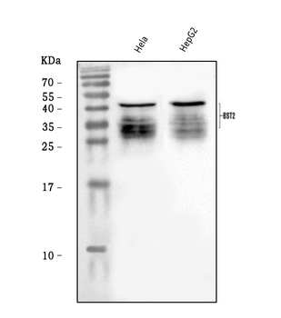 BST2/Tetherin Rabbit Polyclonal Antibody