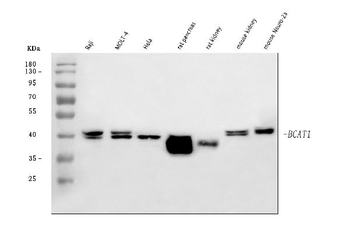 BCAT1 Rabbit Polyclonal Antibody