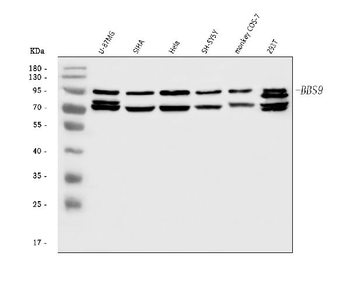 BBS9 Antibody