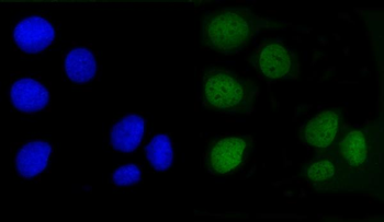 Angiomotin/AMOT Rabbit Polyclonal Antibody