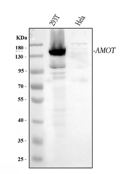 Angiomotin/AMOT Rabbit Polyclonal Antibody