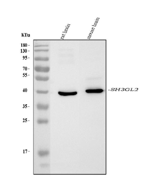 SH3GL2 Mouse Monoclonal Antibody