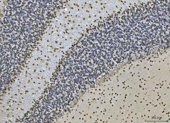 Ataxin 1 Antibody (monoclonal, 2B13G8)