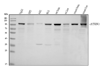 Ataxin 1 Antibody (monoclonal, 2B13G8)