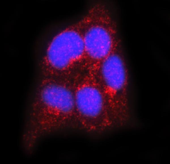 Flotillin 2 Mouse Monoclonal Antibody