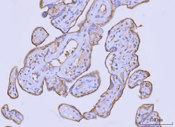 Flotillin 2 Mouse Monoclonal Antibody