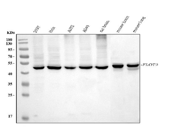 Flotillin 2 Mouse Monoclonal Antibody
