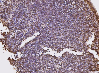 KPNB1 Antibody (monoclonal, 3I11F2)