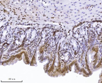 KPNB1 Antibody (monoclonal, 3I11F2)