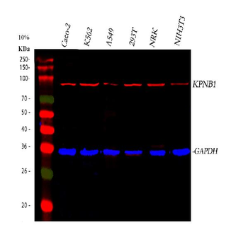 KPNB1 Antibody (monoclonal, 3I11F2)