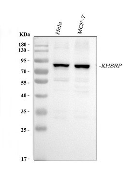 KHSRP Antibody (monoclonal, 4F10D2)