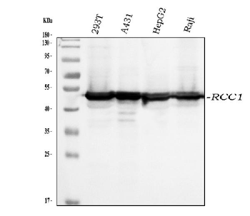 RCC1 Mouse Monoclonal Antibody