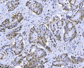 MCM7 Antibody (monoclonal, 3H11)