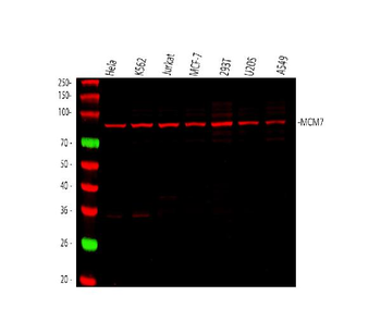 MCM7 Antibody (monoclonal, 3H11)