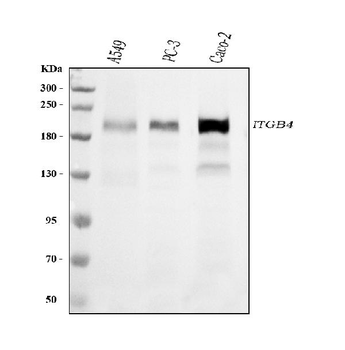 Integrin beta 4/ITGB4 Antibody (monoclonal, 7G10D2)