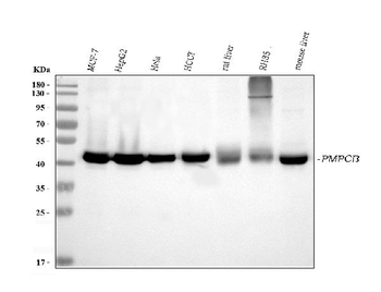 MPPB/PMPCB Mouse Monoclonal Antibody