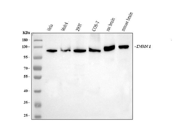 Drebrin/DBN1 Antibody (monoclonal, 4F6E7)