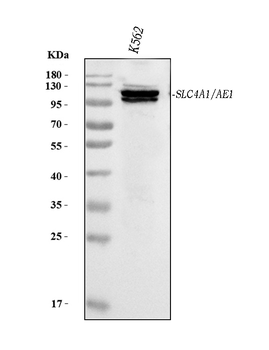 SLC4A1/CD233/Band 3 Mouse Monoclonal Antibody
