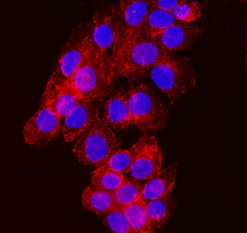 NDFIP2 Mouse Monoclonal Antibody