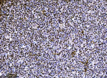 NDFIP2 Mouse Monoclonal Antibody