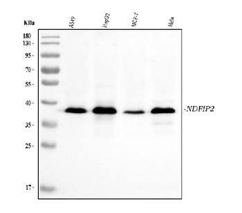 NDFIP2 Mouse Monoclonal Antibody