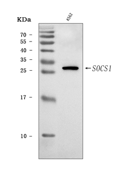 SOCS1 Antibody