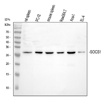SOCS1 Antibody