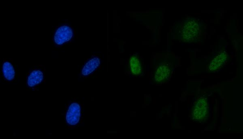SLU7 Antibody