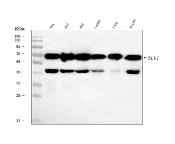SLU7 Antibody