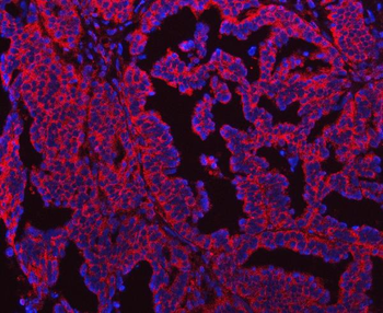 SEPT7/SEPTIN7 Antibody