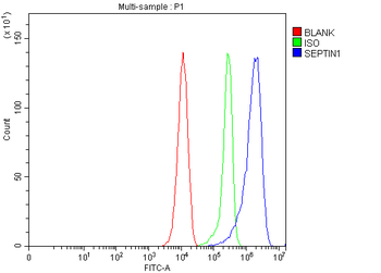 LARP/SEPTIN1 Rabbit Polyclonal Antibody