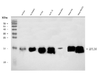 RPL36 Antibody