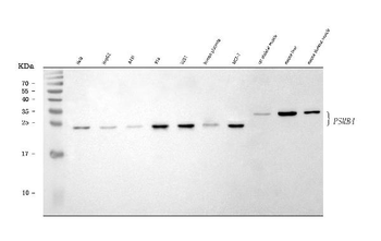 PSMB4 Rabbit Polyclonal Antibody