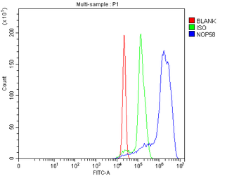 NOP58 Rabbit Polyclonal Antibody