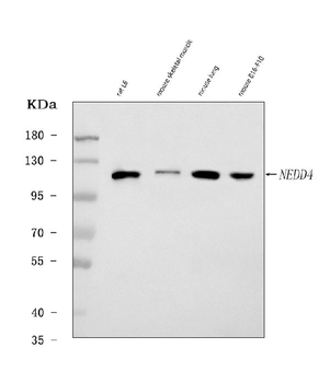 Nedd4 Rabbit Polyclonal Antibody