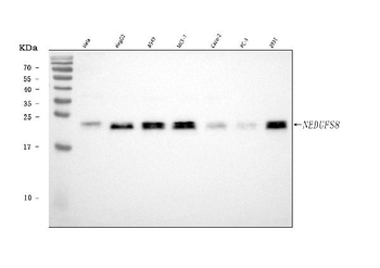 NDUFS8 Antibody