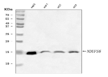 NDUFS6 Rabbit Polyclonal Antibody