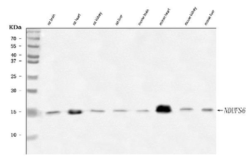NDUFS6 Rabbit Polyclonal Antibody