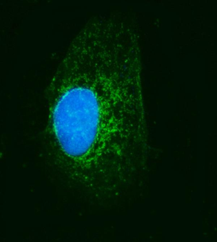 MRPS22 Rabbit Polyclonal Antibody