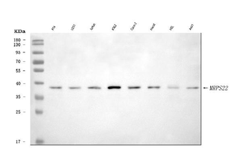MRPS22 Rabbit Polyclonal Antibody