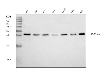 MRPS18B Rabbit Polyclonal Antibody