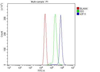 Eg5/KIF11 Rabbit Polyclonal Antibody