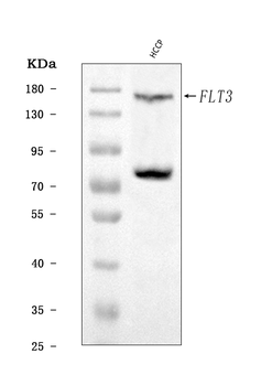 CD135/FLT3 Rabbit Polyclonal Antibody